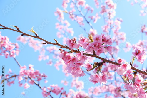 桜 cherry blossom