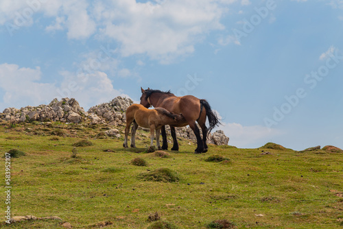 horses at the mountains © Rui Vale de Sousa