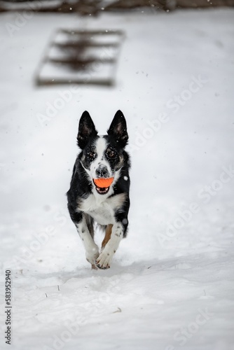 Vertical shot of a Border Collie dog running in the white snowy field towards the camera with a toy © Thomas Wolf/Wirestock Creators