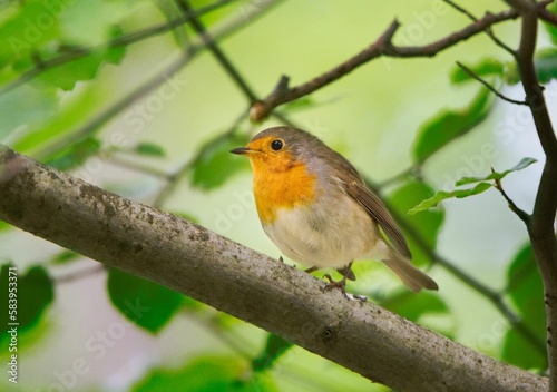 Shallow focus of a European robin (Erithacus rubecula) perched in a tree.