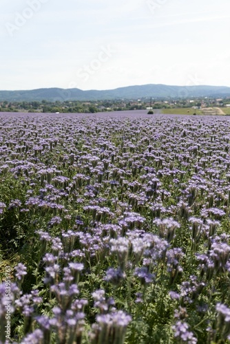 Vertical shot of a field full of wild violet flowers