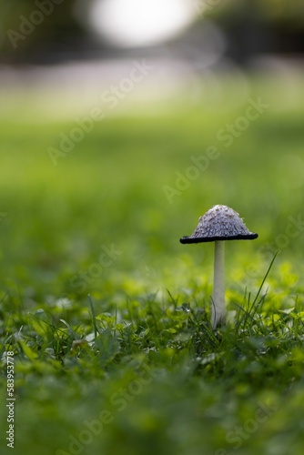 Vertical shot of a coprinus comatus fungus on a grass