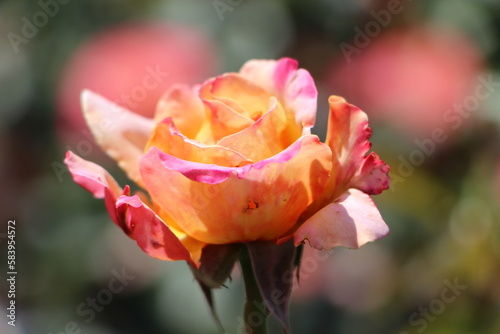 Blühende mehrfarbige Rose im Garten . Einzelne Rose mit orange - pinkfarbenem Muster im Sonnenlicht. 