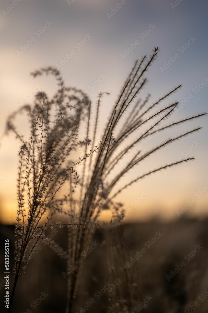 Vertical shot of grasses on a field against the sunset background