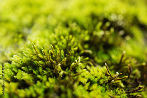 Green moss close-up, macro on a tree trunk. Delicate green moss background