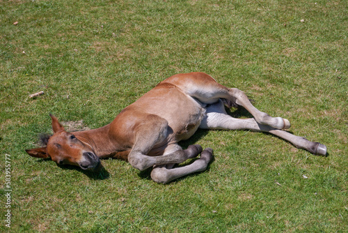 Obraz na płótnie baby horse foal lazing in the summer sun