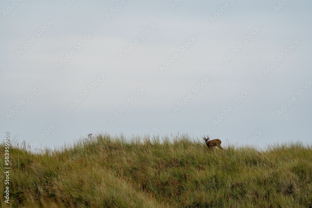 Scenic view of a deer found grazing on a hill in Ameland, The Netherlands Scenic view of a deer found grazing on a hill in Ameland, The Netherlands