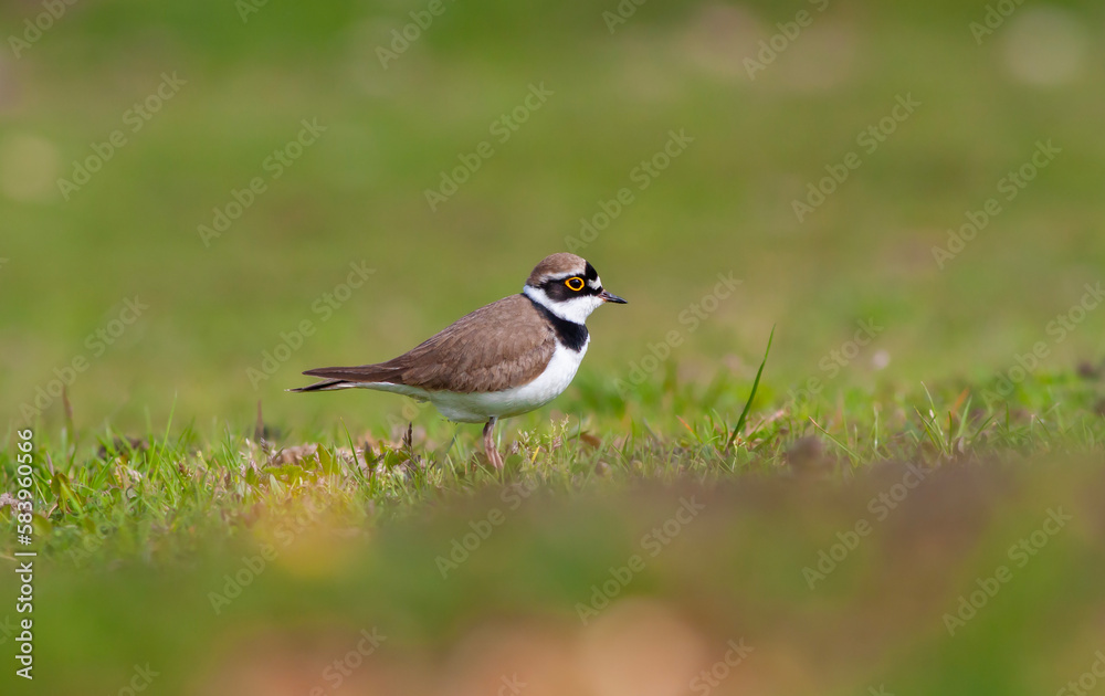 bird on the grass, Little Ringed Plover, Charadrius dubius bird on the grass, Little Ringed Plover, Charadrius dubius