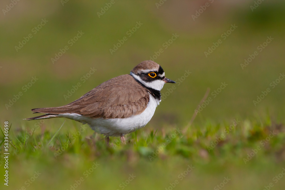 bird on the grass, Little Ringed Plover, Charadrius dubius bird on the grass, Little Ringed Plover, Charadrius dubius