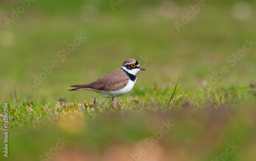 bird on the grass, Little Ringed Plover, Charadrius dubius