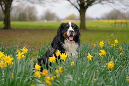 Springtime in the park, dog and daffodils 