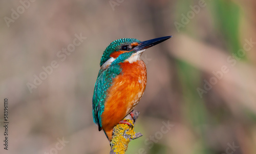 colorful bird spying on its prey on dry branch Common Kingfisher  Alcedo atthis