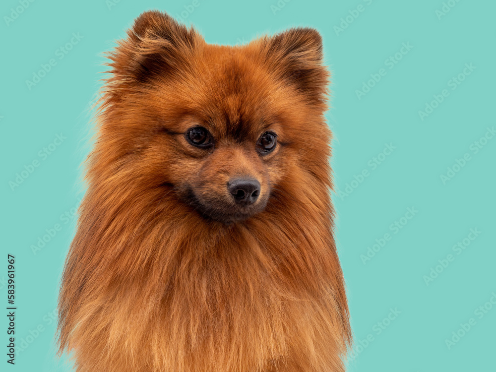 Red Spitz dog breed isolated on blue background. Portrait of Spitz dog.