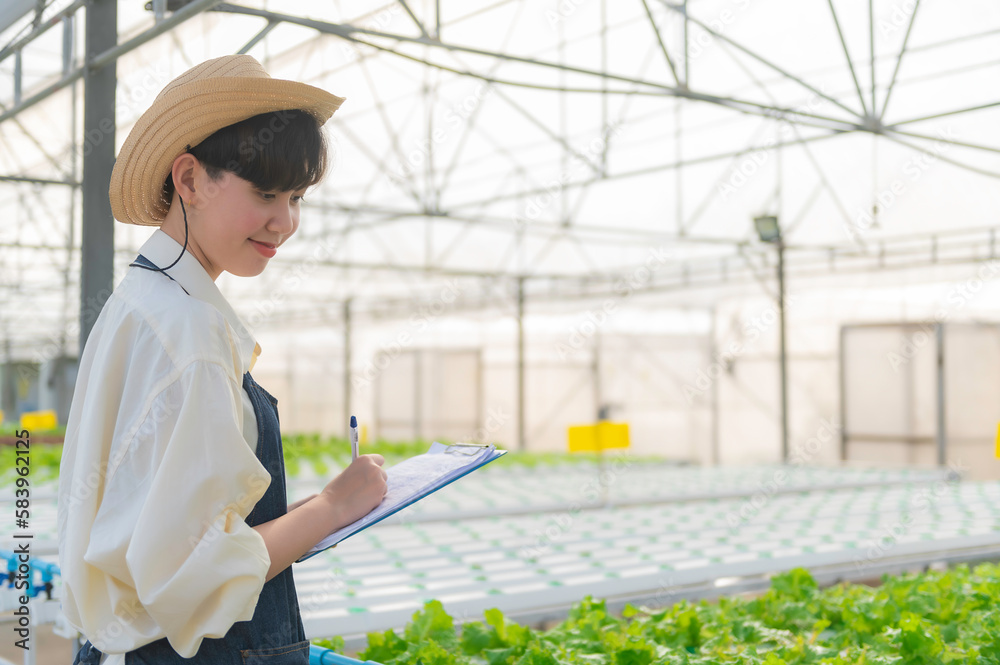 Asian farmer woman working at salad farm,Female asia Growing vegetables for a wholesale business in the fresh market Asian farmer woman working at salad farm,Female asia Growing vegetables for a wholesale business in the fresh market