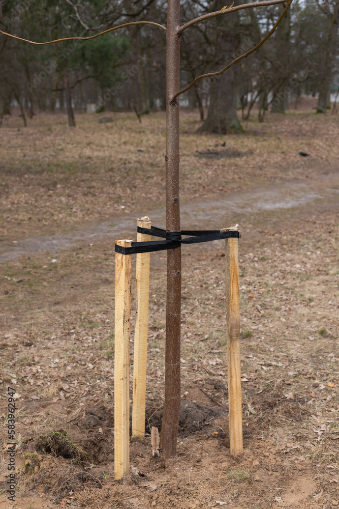 Tree Supports-young trees being supported by wooden stakes. Young tree sapling propped and supported by the wooden slats and tied by tape stringon.