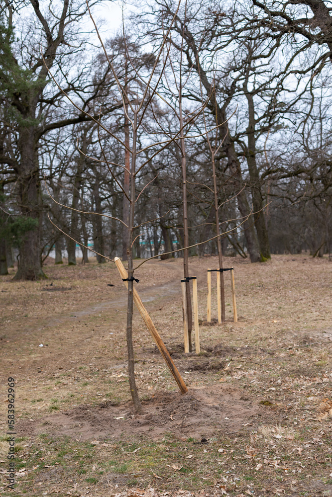 Fototapeta premium Young trees planted in a row in the old park. Young trees with protective support.