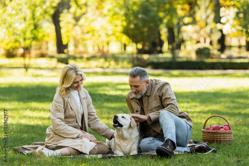 happy bearded man petting labrador near blonde wife during picnic in park. © LIGHTFIELD STUDIOS