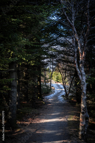 A narrow sunlit path in the forest, surrounded with birch and pine trees. © Kati Lenart