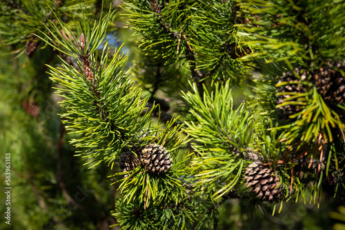 Cones on a green pine tree branch. Blurred green background. 