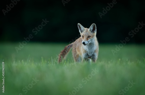 View of a beautiful fox walking in a field with fresh grass