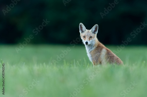 View of a beautiful fox walking in a field with fresh grass
