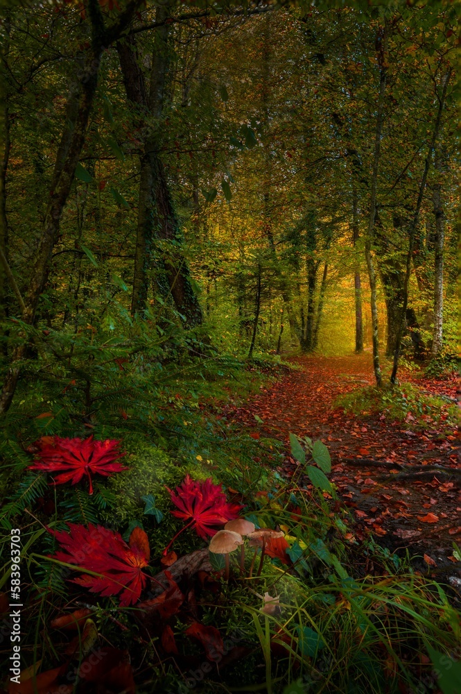 Scenic alley in an autumn forest Scenic alley in an autumn forest