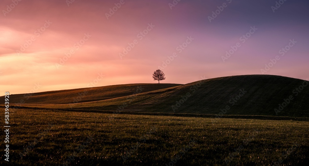 Scenic shot of a tree on top of hills in a field during dusk