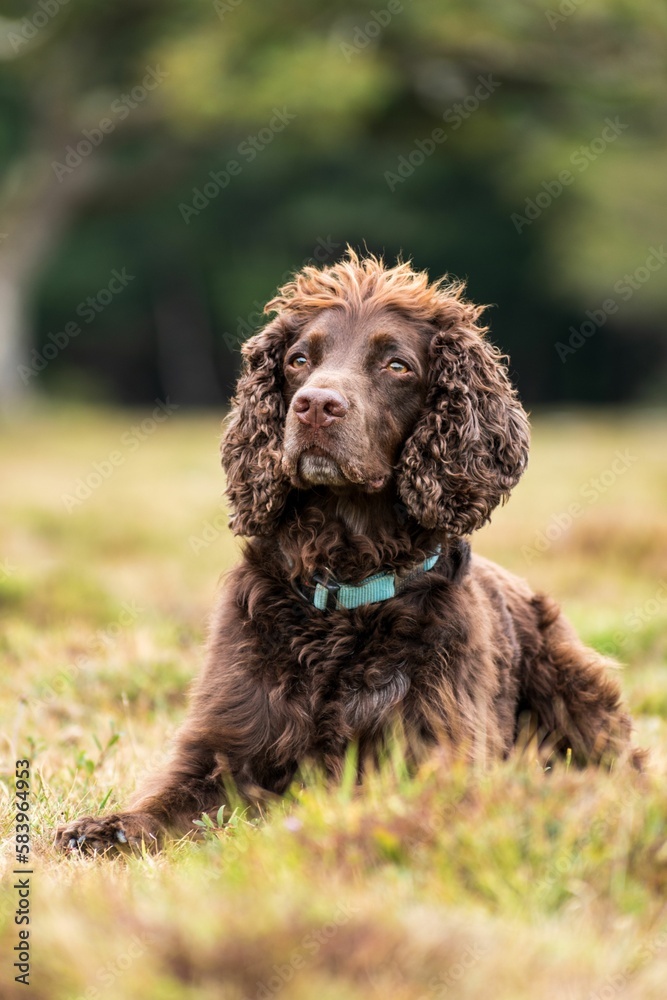 Vertical shot of an adorable brown fluffy cocker spaniel on a field Vertical shot of an adorable brown fluffy cocker spaniel on a field