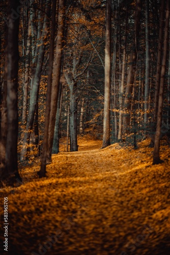 Vertical shot of a path with fallen leaves on the ground passing through a forest in Bavaria