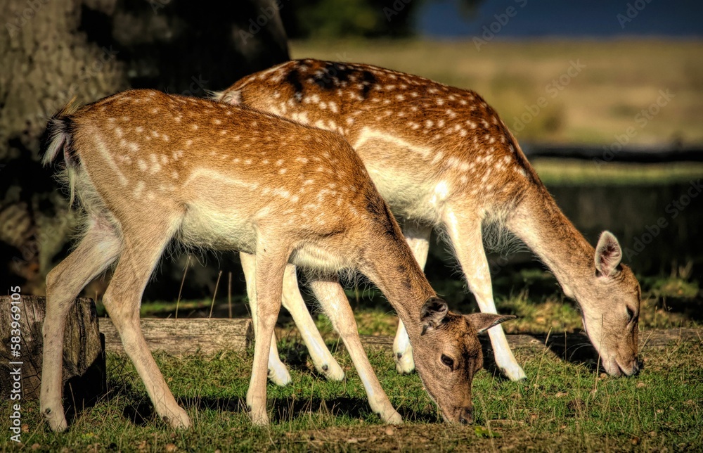 Closeup of beautiful European fallow deer grazing in a pasture on a sunny day Closeup of beautiful European fallow deer grazing in a pasture on a sunny day
