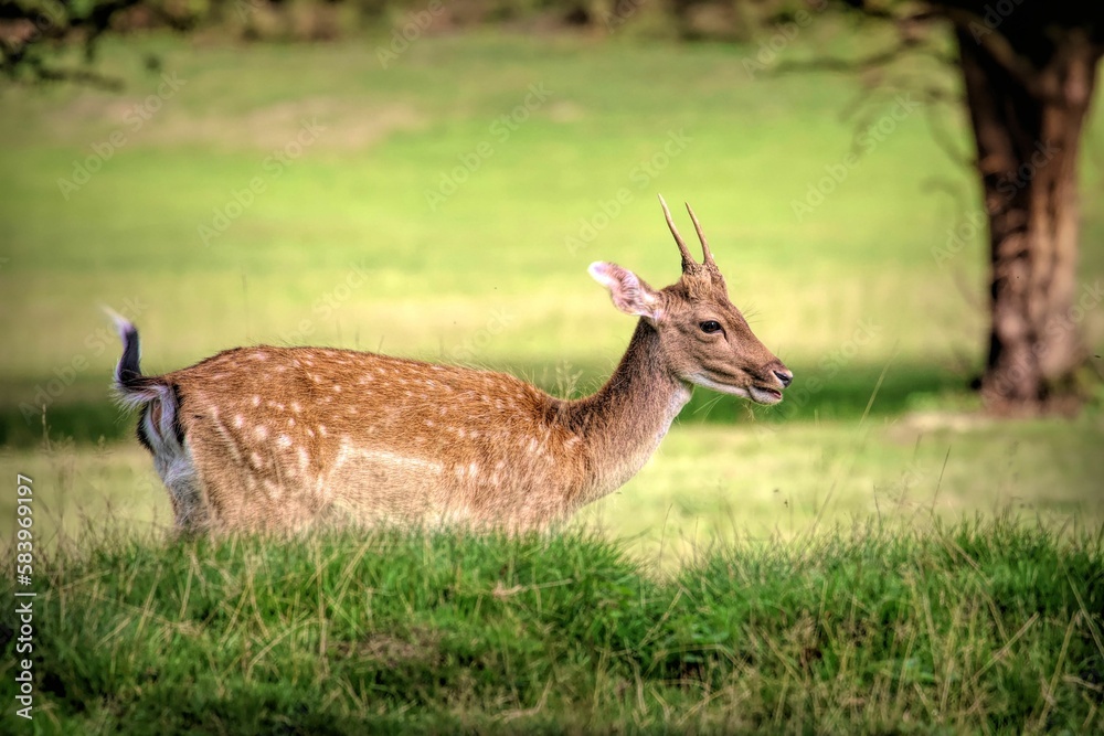 Young European fallow deer captured in a green pasture captured from the side
