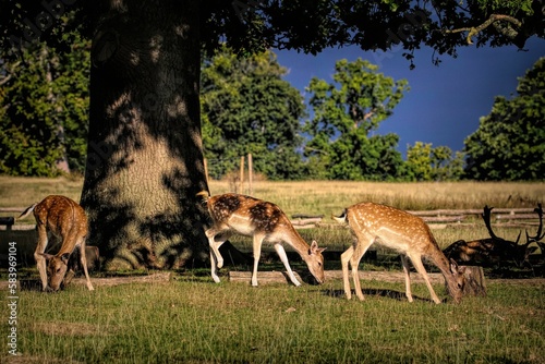 Beautiful European fallow deer grazing in a pasture on a sunny day