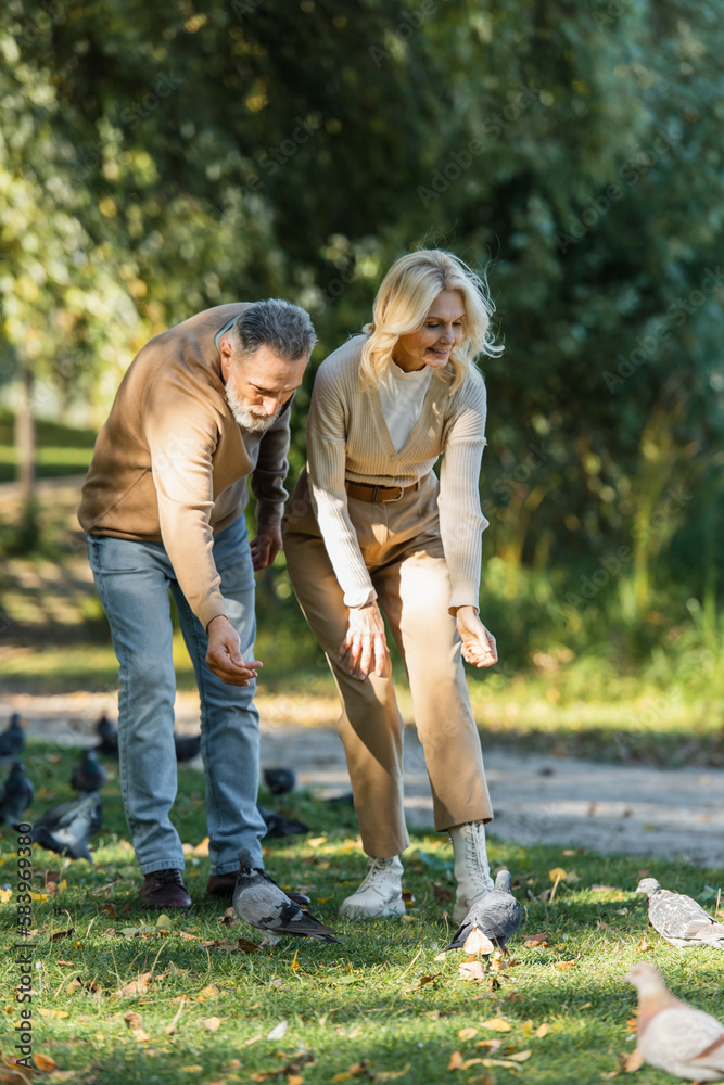 Fototapeta premium full length of happy middle aged couple luring wild pigeons in park.