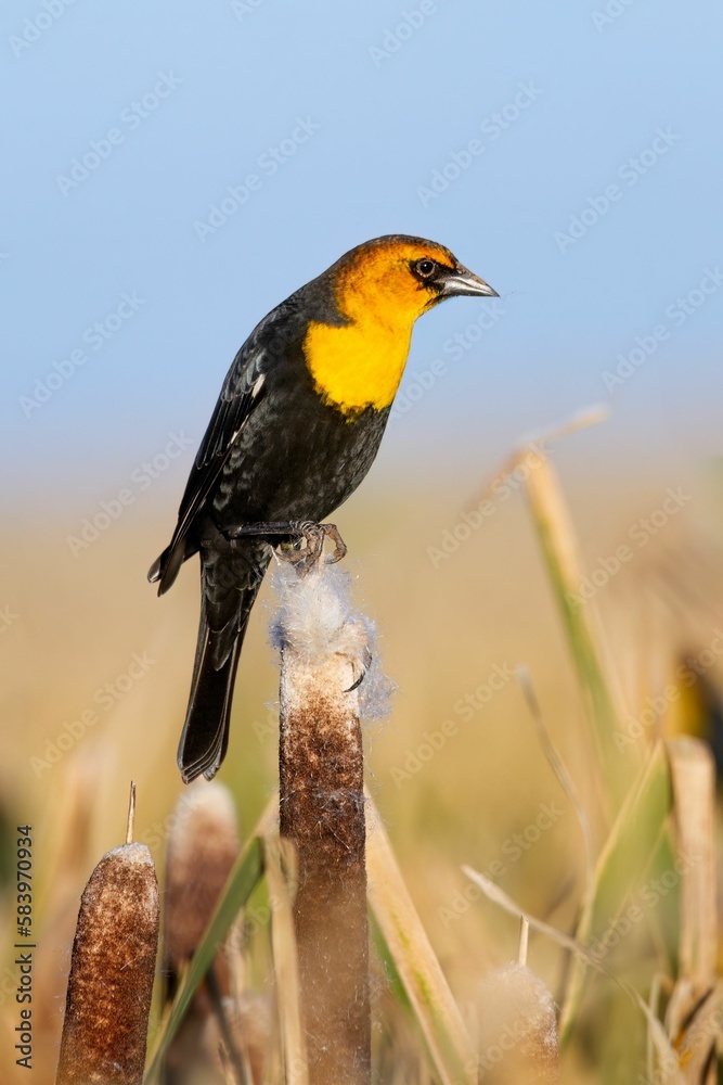 Fototapeta premium Yellow-headed Blackbird perching on wood