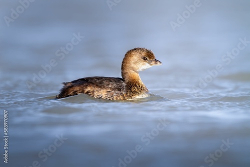 Closeup of a cute Pied-billed grebe floating in the water