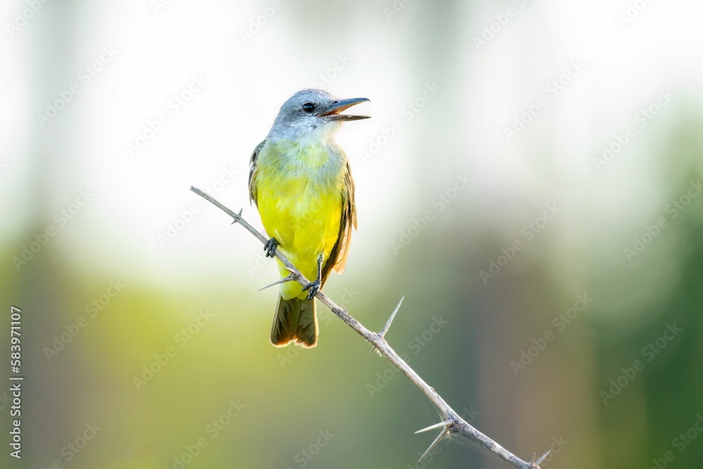 Tropical Kingbird perching on branch