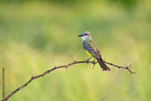 Tropical Kingbird perching on branch