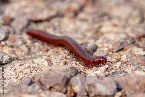 Desert millipede on rocky ground
