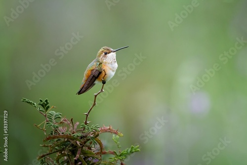 Rufous Hummingbird perching on branch photo