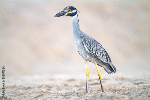 Yellow-crowned Night heron in blurred background photo