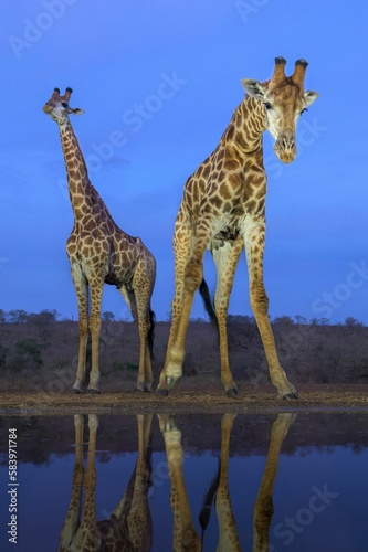 View of giraffes standing near water