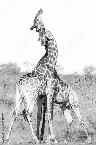 Canvas Print Vertical grayscale shot of two giraffes