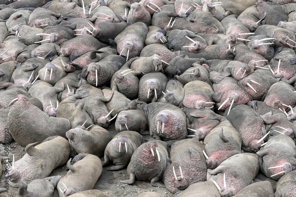 Aerial view of herd of walruses