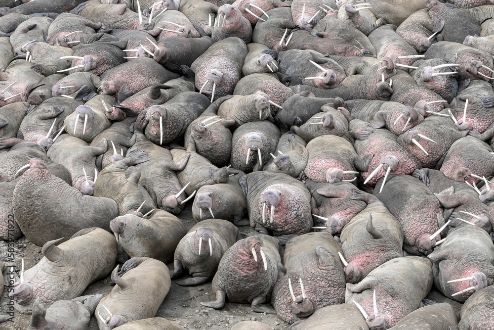 Aerial view of herd of walruses Aerial view of herd of walruses