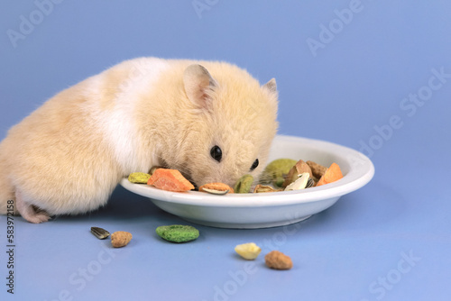Hamster eats from his plate on a blue background