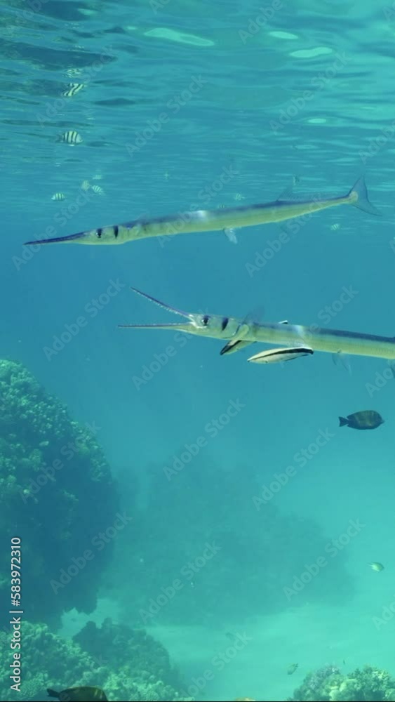 Vertical video, Close-up of Sea pike swims opening mouth at cleaning station. Needlefish or Garfish floats with opens mouth in blue water in bright sunrays, cleaner fish clean them of parasites Vertical video, Close-up of Sea pike swims opening mouth at cleaning station. Needlefish or Garfish floats with opens mouth in blue water in bright sunrays, cleaner fish clean them of parasites