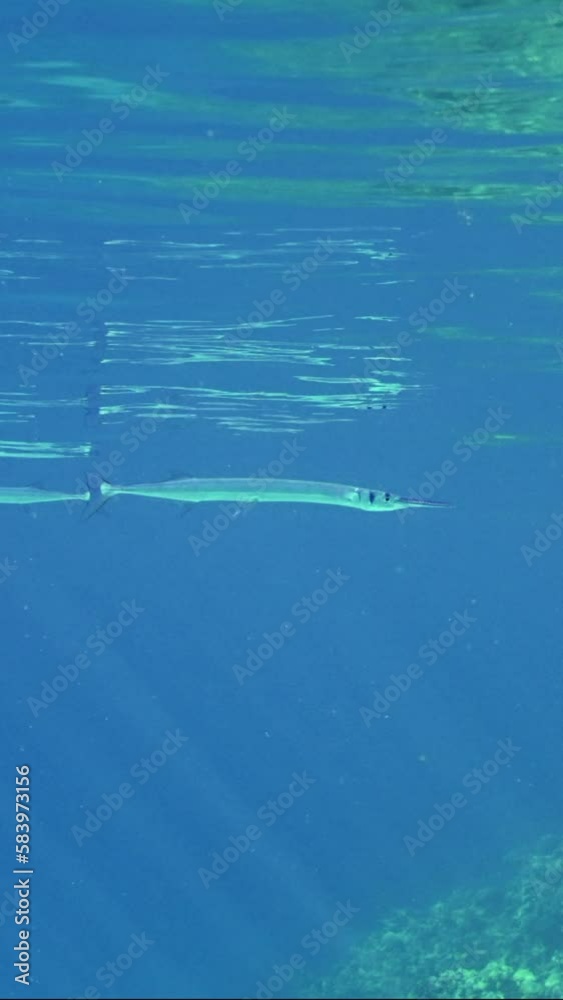Vertical video, Sea pike swims under surface on sunny day in sun rays, Slow motion. Needlefish or Garfish swim underwater of reflecting off surface of blue water in bright sunbeams