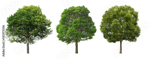 Photographie banyan tree png, banyan tree set png, set of American beech trees, 3d rendering,
