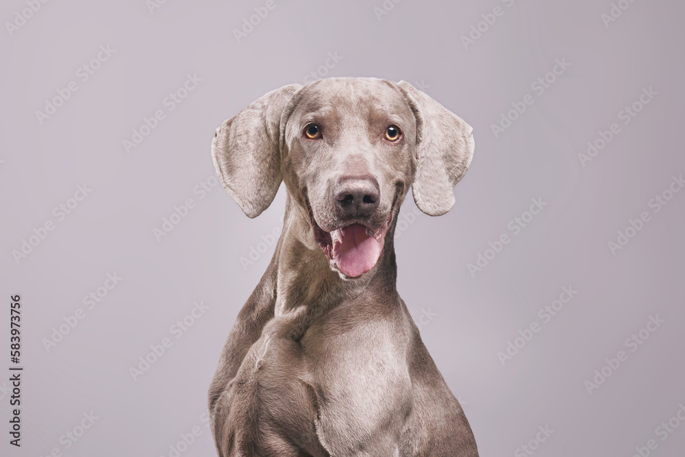 Weimaraner dog with purple background