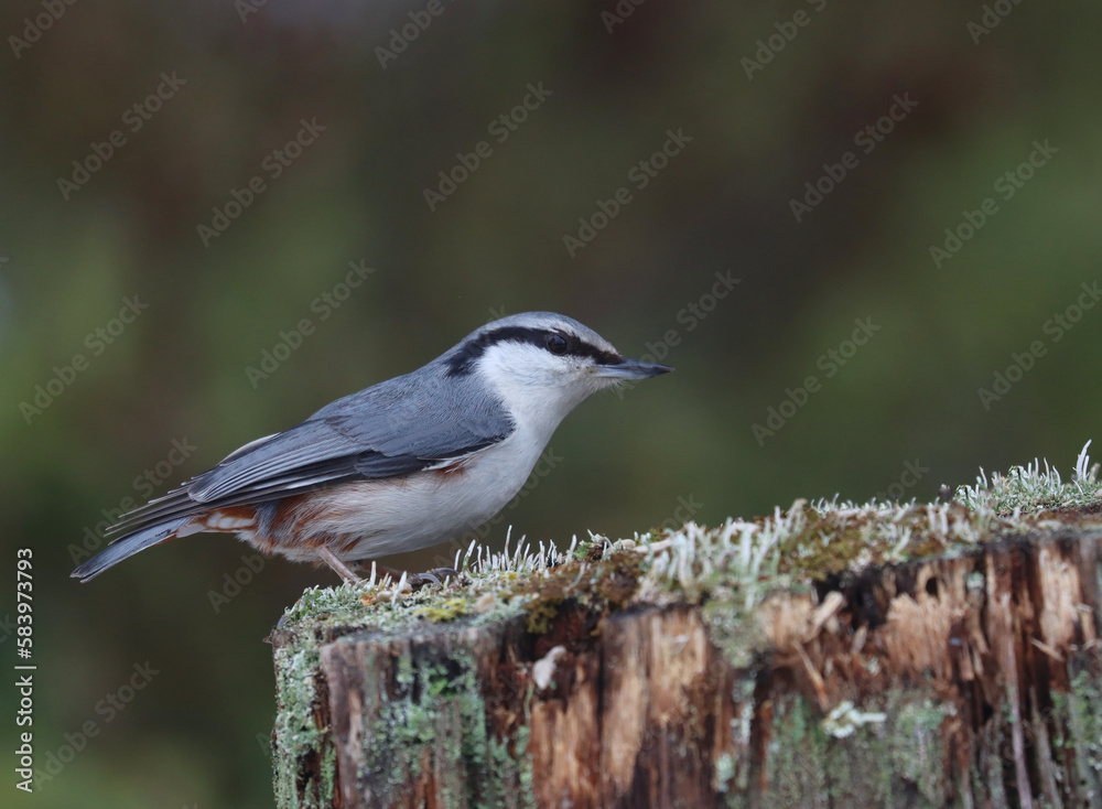 Fototapeta premium nuthatch